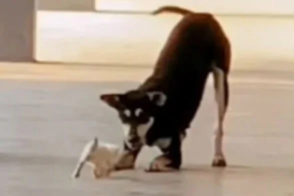 Kopi Play With Cat