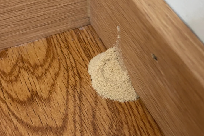 What Are Powder Post Beetles How To Kill Them