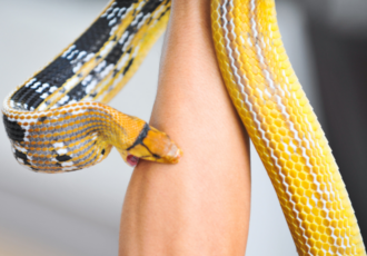 Bitten By Venomous Snake Must Go Public Hospital