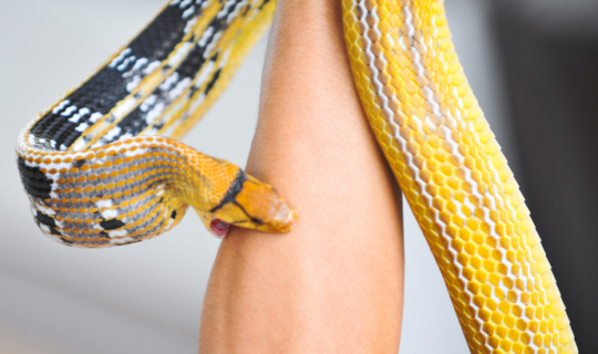 Bitten By Venomous Snake Must Go Public Hospital