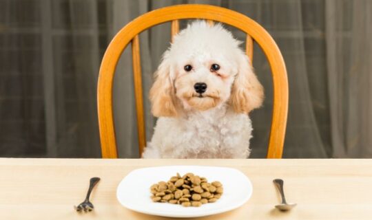 Don't Ever Feed Your Dog These Foods