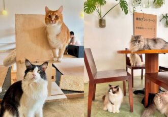 Recommend 5 Cozy Cat Cafés For A Healing Experience