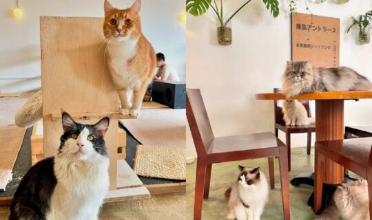 Recommend 5 Cozy Cat Cafés For A Healing Experience
