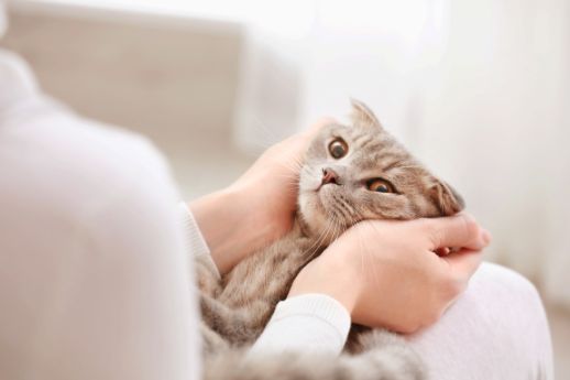 10 Moments Only Pet Owners Will Understand Angru