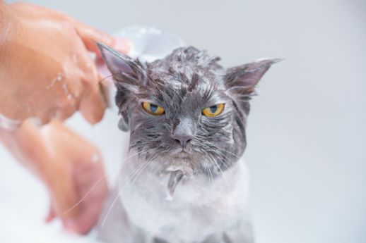 10 Moments Only Pet Owners Will Understand Bath