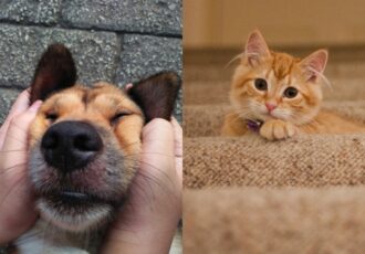 Cute Aggression Got A Term Call Gigil (3)