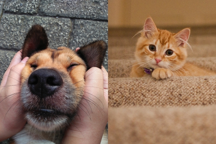 Cute Aggression Got A Term Call Gigil (3)