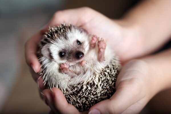 Cute Aggression Got A Term Call Gigil (4)