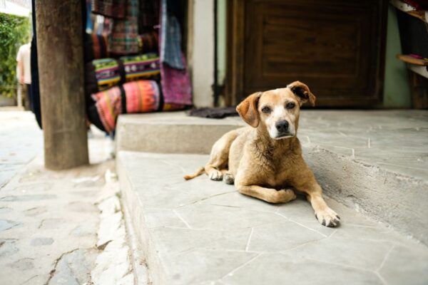 Kampung Dogs