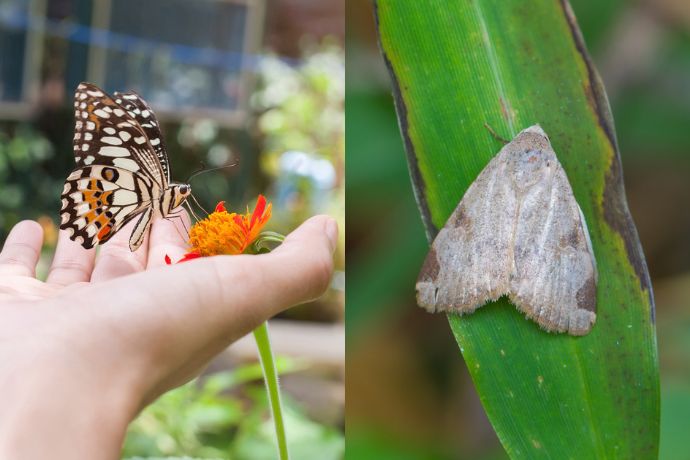 These Animals Often Get Mixed Up