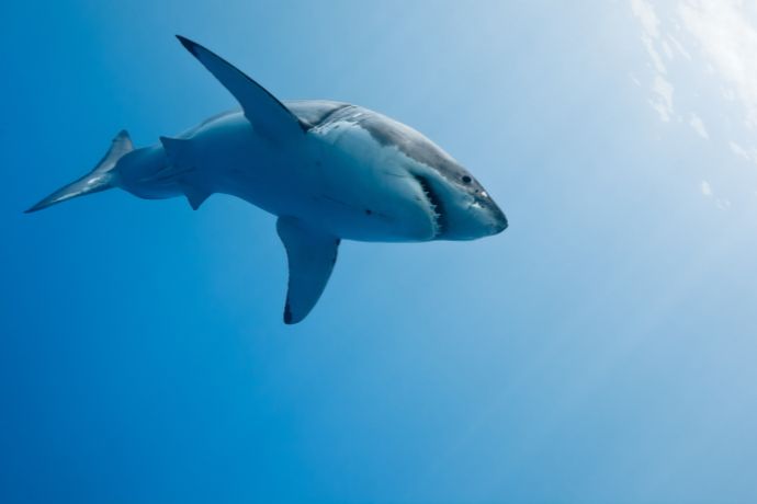 What Is The Shark Effect