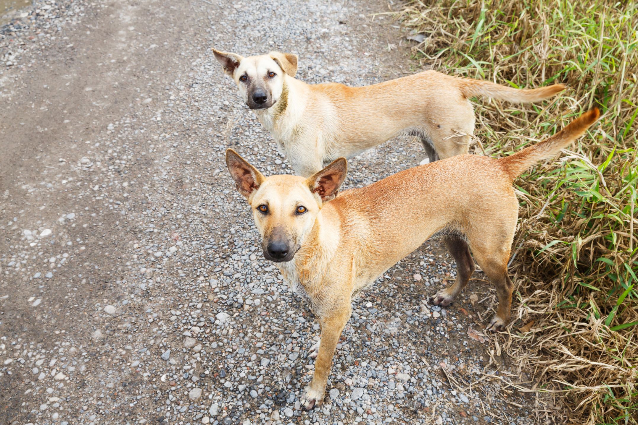 The Top 10 Most Common Kampung Dog Names