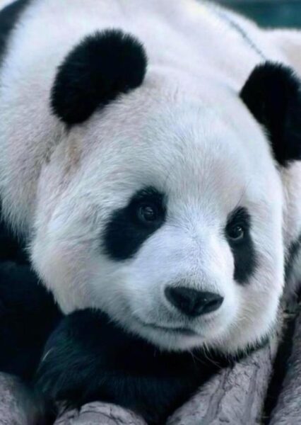 Xiongmao Feiyun 2