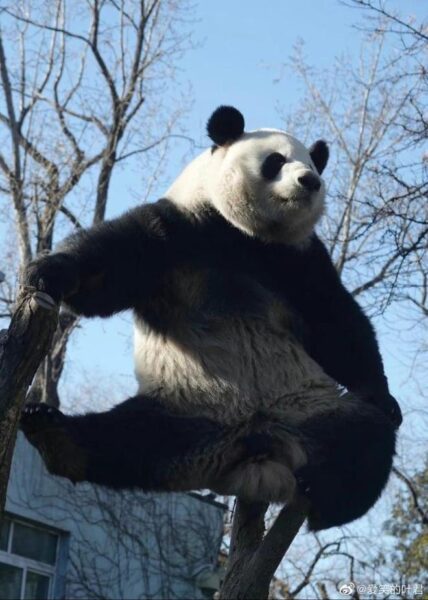 Xiongmao Menglan 2