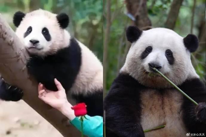 Xiongmaosgtar