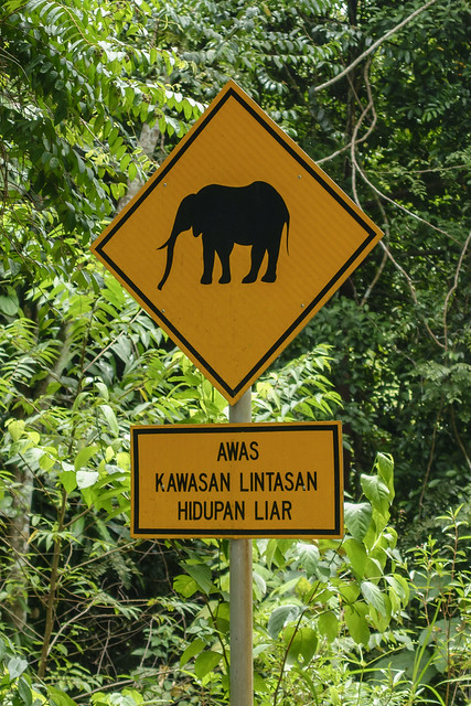 5-highways-frequently-visited-by-elephants