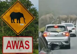 5 Highways Frequently Visited By Elephants