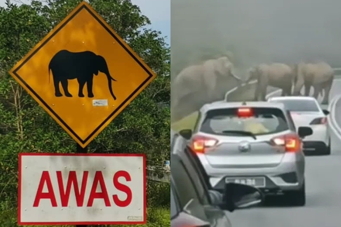 5 Highways Frequently Visited By Elephants
