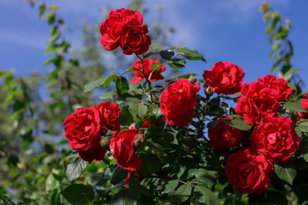 6 Tips On Fragrance Mysticism2