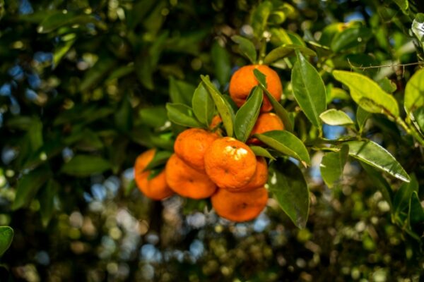 6 Tips On Fragrance Mysticism4