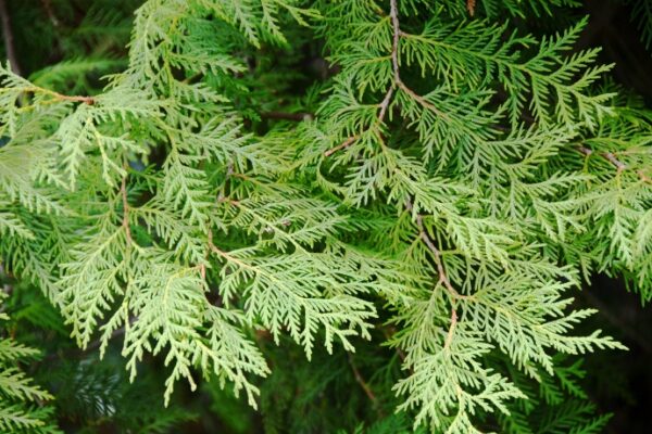 6 Tips On Fragrance Mysticism5