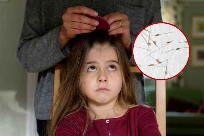 The Method To Get Rid Of Head Lice.