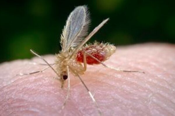 Thailand Leishmaniasis Disease5