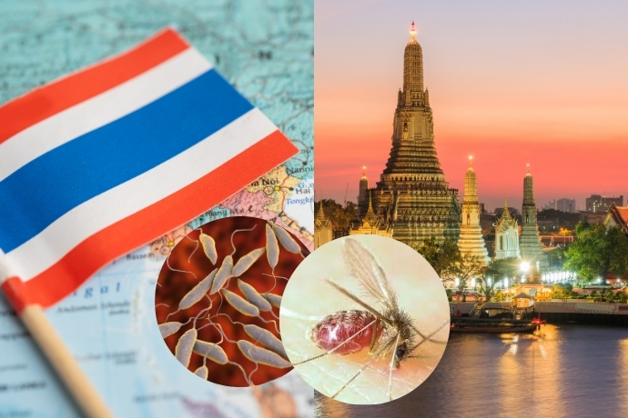 Thailand Leishmaniasis Disease6