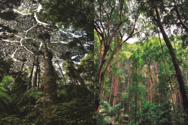 Forest research institute malaysia forest park