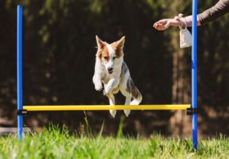 Dog Training & Pet Schools in KL and Selangor