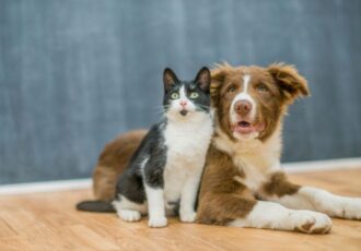 October 4 is World Animal Day